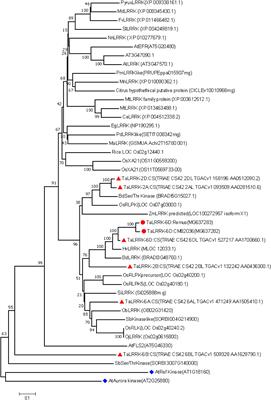 A Pathogen-Responsive Leucine Rich Receptor Like Kinase Contributes to Fusarium Resistance in Cereals